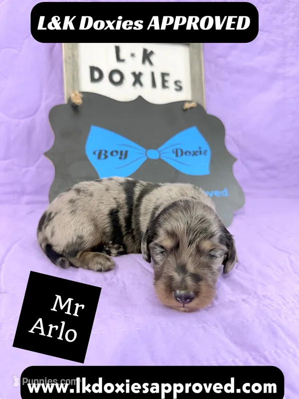Mr Arlo – Miniature Dachshund puppy for sale in Arapahoe, CO
