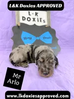 Mr Arlo, a male Miniature Dachshund for sale in Arapahoe, CO – 1 of 10