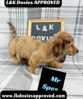 Mr Spes 785-821-1920, a male Miniature Dachshund for sale in Arapahoe, CO – 4 of 9