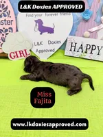 Miss Fajitas , a female Miniature Dachshund for sale in Arapahoe, CO – Photo 6 of 10