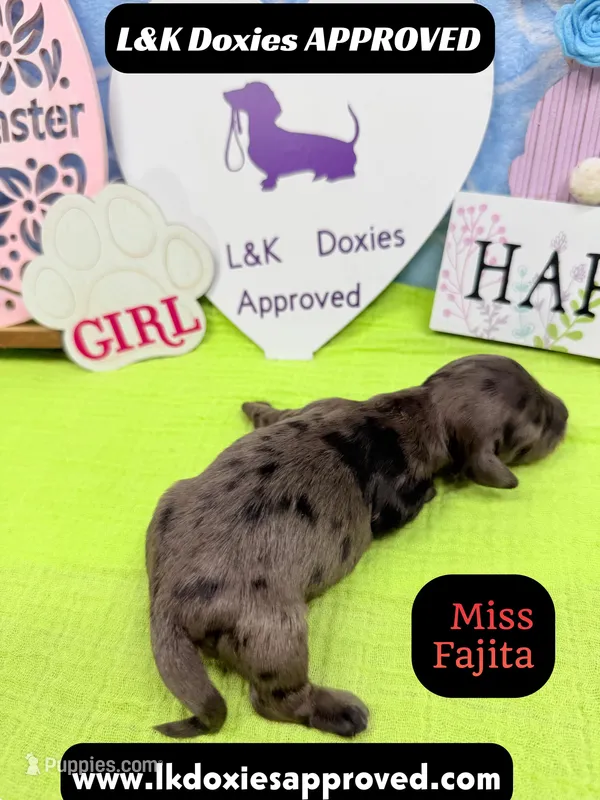 Miss Fajitas  – Miniature Dachshund puppy for sale in Arapahoe, CO
