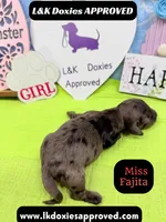 Miss Fajitas , a female Miniature Dachshund for sale in Arapahoe, CO – Photo 1 of 10