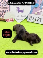 Miss Fajitas , a female Miniature Dachshund for sale in Arapahoe, CO – Photo 10 of 10