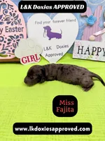 Miss Fajitas , a female Miniature Dachshund for sale in Arapahoe, CO – Photo 9 of 10
