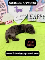 Miss Fajitas , a female Miniature Dachshund for sale in Arapahoe, CO – Photo 3 of 10