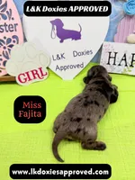 Miss Fajitas , a female Miniature Dachshund for sale in Arapahoe, CO – Photo 2 of 10