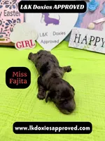 Miss Fajitas , a female Miniature Dachshund for sale in Arapahoe, CO – Photo 4 of 10