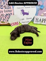 Miss Fajitas , a female Miniature Dachshund for sale in Arapahoe, CO – Photo 8 of 10
