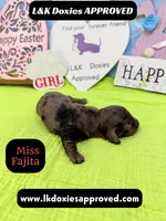 Miss Fajitas , a female Miniature Dachshund for sale in Arapahoe, CO – Photo 7 of 10