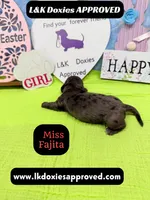 Miss Fajitas , a female Miniature Dachshund for sale in Arapahoe, CO – Photo 5 of 10