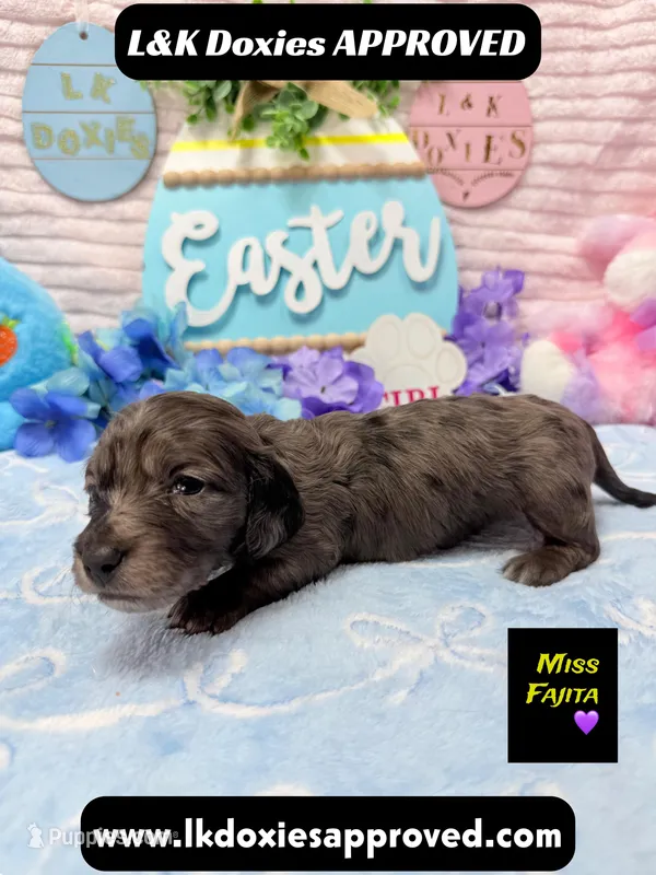Miss Fajitas  – Miniature Dachshund puppy for sale in Arapahoe, CO