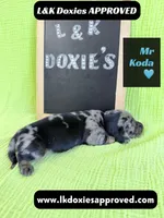 Mr Koda  785-821-1920, a male Miniature Dachshund for sale in Arapahoe, CO – 8 of 9