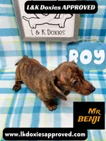 Mr Benji Brindle 💙, a male Miniature Dachshund for sale in Arapahoe, CO – 2 of 10