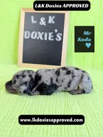 Mr Koda  785-821-1920, a male Miniature Dachshund for sale in Arapahoe, CO – 6 of 9