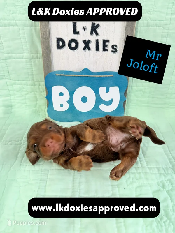 Mr Jollof 795-821-1920 LH – Miniature Dachshund puppy for sale in Arapahoe, CO
