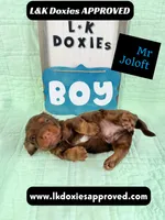 Mr Jollof 795-821-1920 LH, a male Miniature Dachshund for sale in Arapahoe, CO – 1 of 10