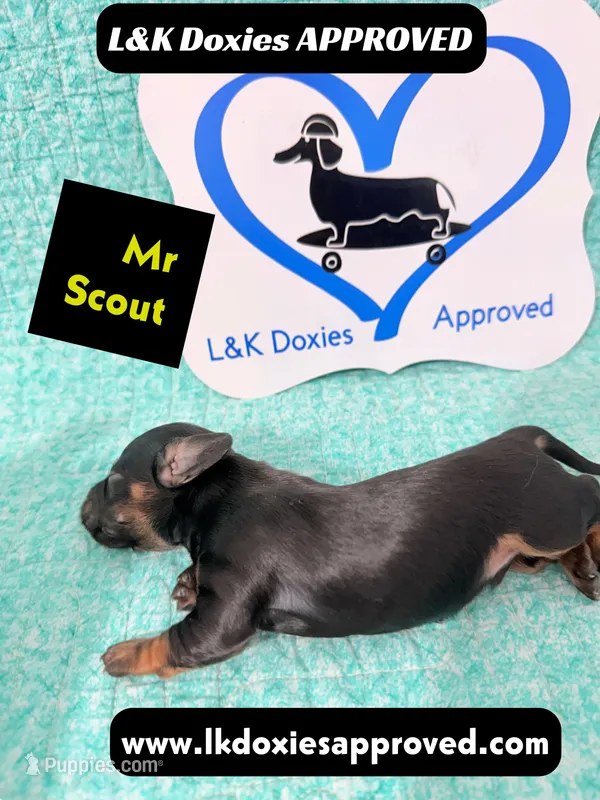 Mr Scout 785-821-1920 – Miniature Dachshund puppy for sale in Arapahoe, CO