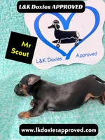 Mr Scout 785-821-1920, a male Miniature Dachshund for sale in Arapahoe, CO – 1 of 10