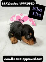Miss Pira SH text 785-821-1920, a female Miniature Dachshund for sale in Arapahoe, CO – 2 of 10