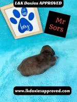 Mr Sors 785-821–1920 LH , a male Miniature Dachshund for sale in Arapahoe, CO – 3 of 10