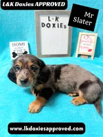 Mr Slater 785-821-1920 LH, a male Miniature Dachshund for sale in Arapahoe, CO – 6 of 10