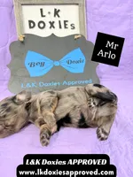 Mr Arlo, a male Miniature Dachshund for sale in Arapahoe, CO – 6 of 10