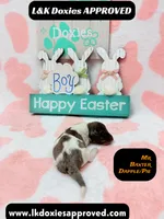 Mr Baxter DAPPLE/Pie Bald, a male Miniature Dachshund for sale in Arapahoe, CO – Photo 3 of 10