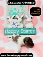 Mr Baxter DAPPLE/Pie Bald, a male Miniature Dachshund for sale in Arapahoe, CO – Photo 6 of 10