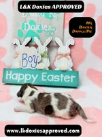 Mr Baxter DAPPLE/Pie Bald, a male Miniature Dachshund for sale in Arapahoe, CO – Photo 2 of 10