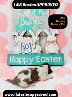 Mr Baxter DAPPLE/Pie Bald, a male Miniature Dachshund for sale in Arapahoe, CO – Photo 9 of 10