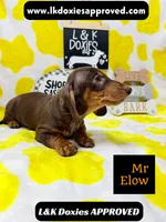 Mr Elow No Merle Genes SH, a male Miniature Dachshund for sale in Arapahoe, CO – 4 of 10