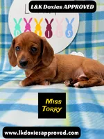 Miss Torry, a female Miniature Dachshund for sale in Arapahoe, CO – 10 of 10
