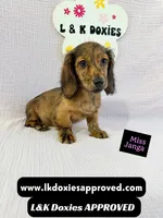 Miss Janga LH, a female Miniature Dachshund for sale in Arapahoe, CO – 9 of 10