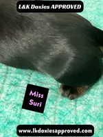 Miss Siri 785-821-1920, a female Miniature Dachshund for sale in Arapahoe, CO – 2 of 10