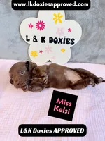 Miss Kelsi 785-821-1920, a female Miniature Dachshund for sale in Arapahoe, CO – 7 of 10