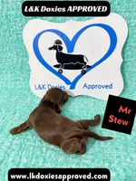 Mr Stew 785-821-1920, a male Miniature Dachshund for sale in Arapahoe, CO – 3 of 10