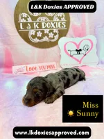 Miss Sunny ☀️ Dapple, a female Miniature Dachshund for sale in Arapahoe, CO – 7 of 10