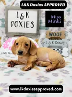 Miss Minki, a female Miniature Dachshund for sale in Arapahoe, CO – 10 of 10