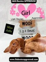 Miss Jaffa , a female Miniature Dachshund for sale in Arapahoe, CO – 6 of 10