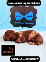Mr Jamar 💙, a male Miniature Dachshund for sale in Arapahoe, CO – 4 of 5