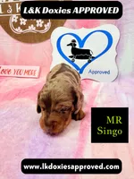 Mr Singo , a female Miniature Dachshund for sale in Arapahoe, CO – 9 of 10