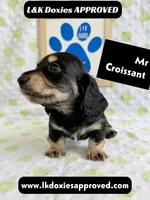 Mr Croissant 785-821-1920 LH, a male Miniature Dachshund for sale in Arapahoe, CO – 2 of 10