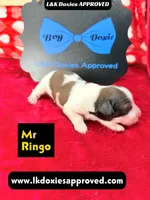 Mr Ringo, a male Miniature Dachshund for sale in Arapahoe, CO – Photo 8 of 10