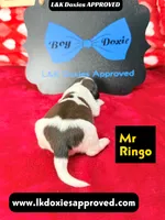 Mr Ringo, a male Miniature Dachshund for sale in Arapahoe, CO – Photo 7 of 10
