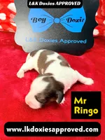 Mr Ringo, a male Miniature Dachshund for sale in Arapahoe, CO – Photo 6 of 10