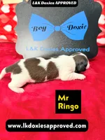Mr Ringo, a male Miniature Dachshund for sale in Arapahoe, CO – Photo 4 of 10