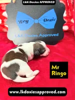 Mr Ringo, a male Miniature Dachshund for sale in Arapahoe, CO – Photo 1 of 10