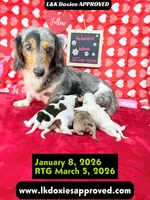 Mr Ringo, a male Miniature Dachshund for sale in Arapahoe, CO – Photo 10 of 10