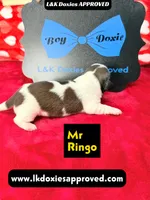Mr Ringo, a male Miniature Dachshund for sale in Arapahoe, CO – Photo 5 of 10