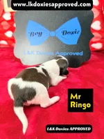 Mr Ringo, a male Miniature Dachshund for sale in Arapahoe, CO – Photo 9 of 10